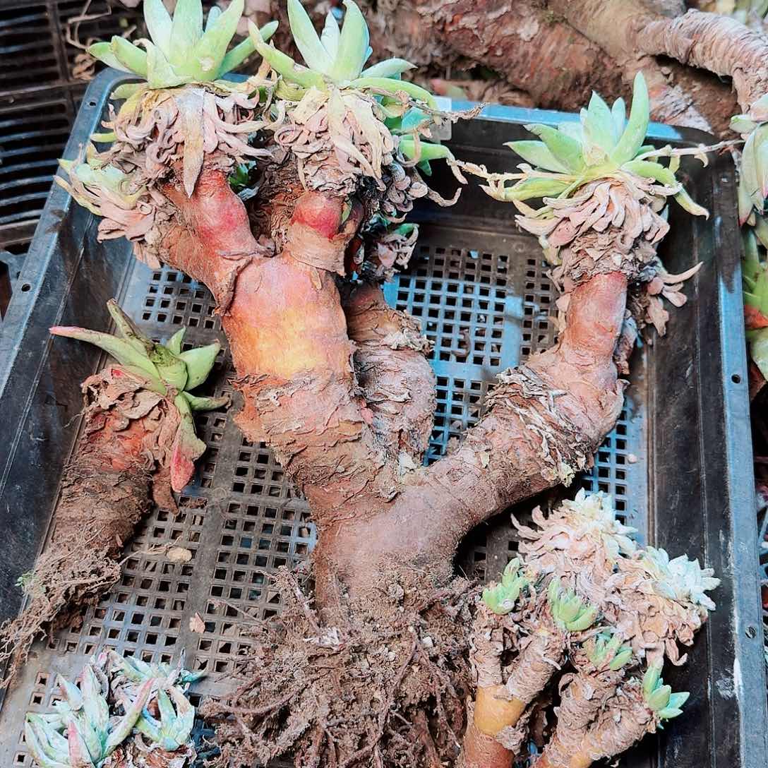 9408瑕疵框拍不售后