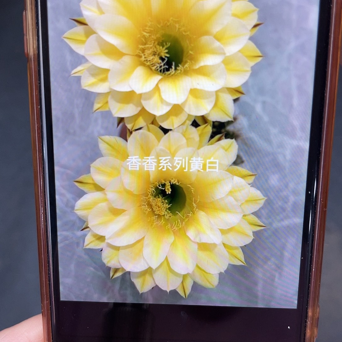 彩草29号侧芽3公分左右