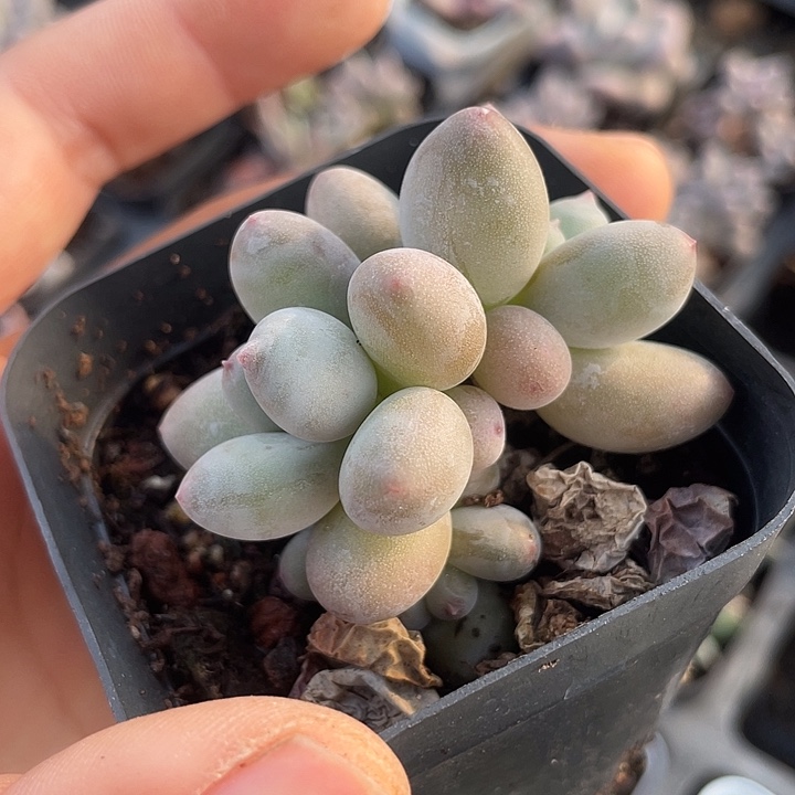 沐***丶一我一拍满18包邮有砍