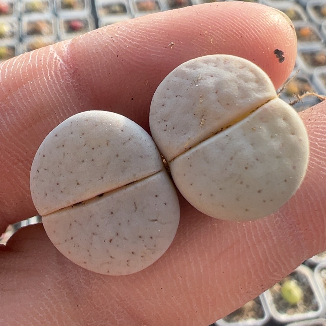 44多肉植物百科知识