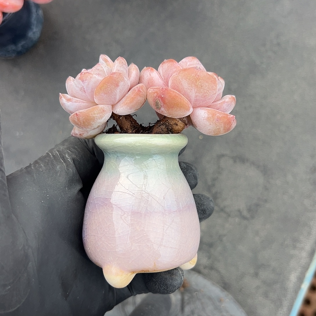 双头星影带盆发的福利