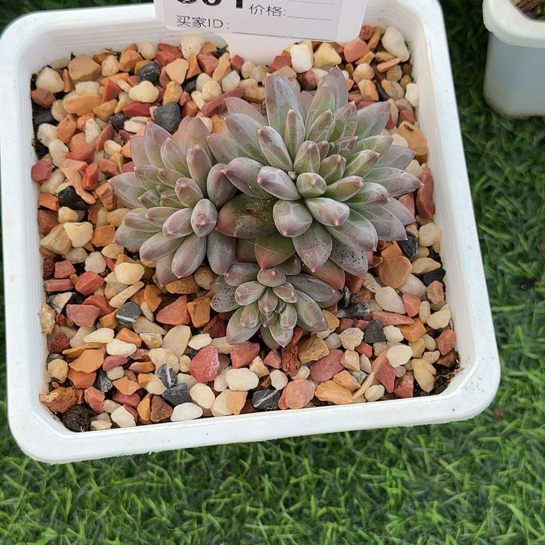 801美人的肉植物默认发货