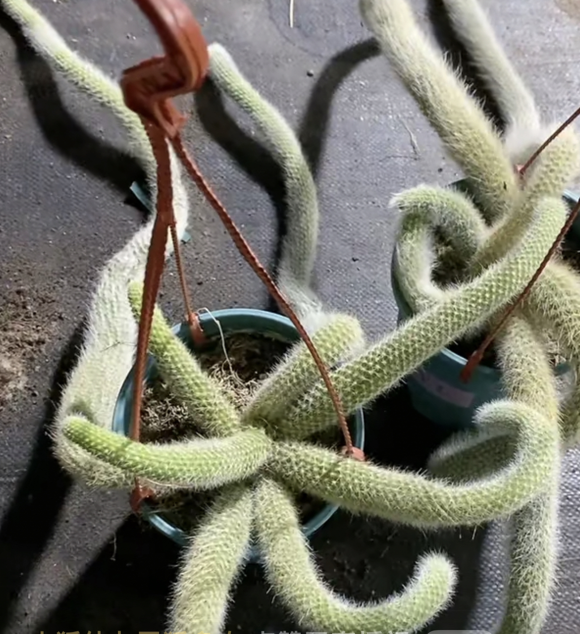 开花九尾狐多肉 断尾无售后