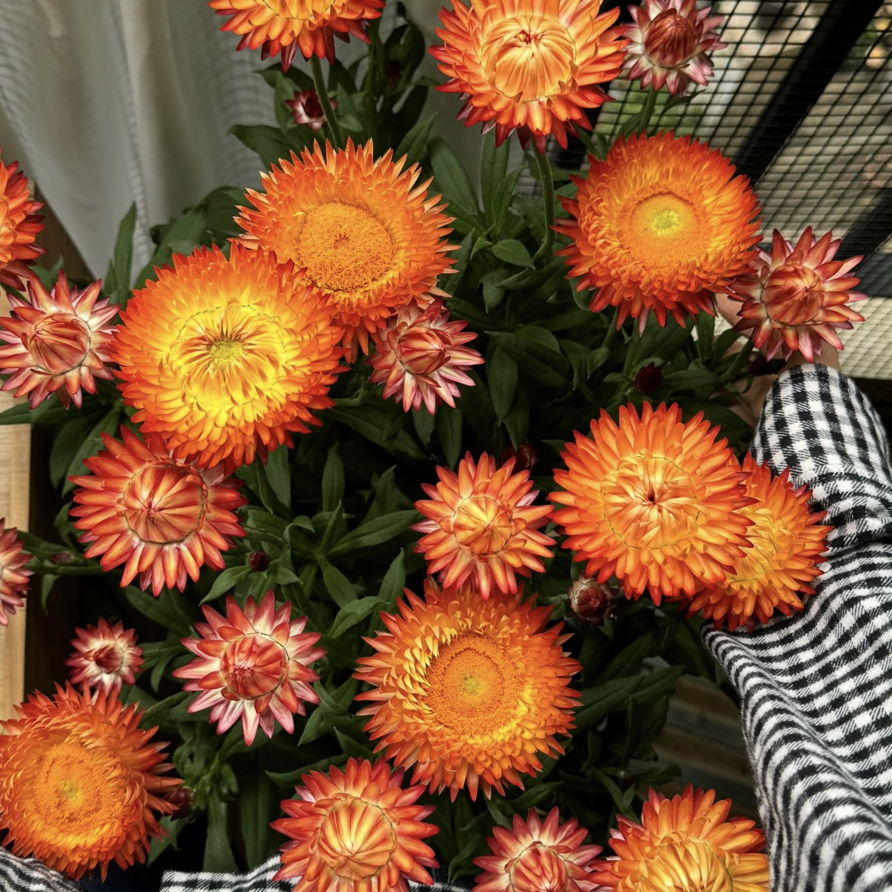 橙色麦秆菊盆栽多年生易爆花新手易养护喜阳植物