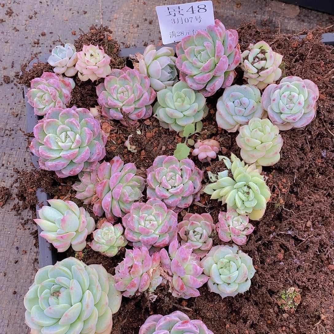 【闪购商品】云48号