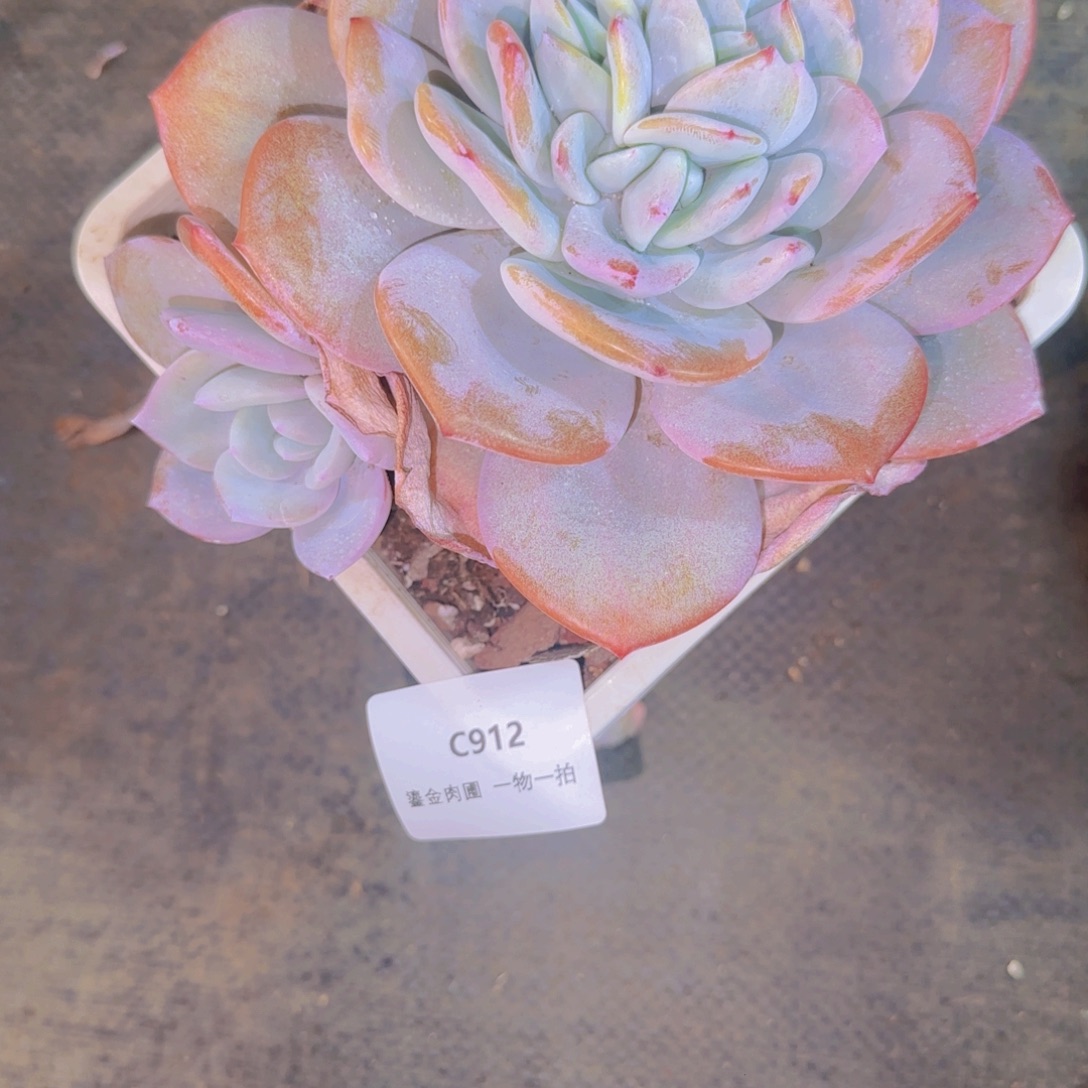 ღ****C912分心奶茶       