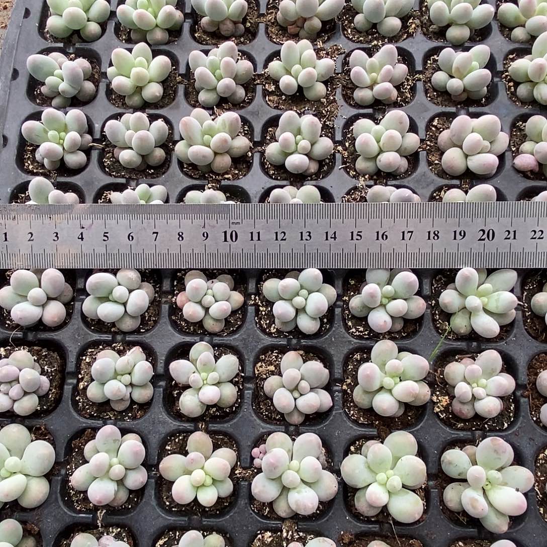 汤圆凑单量拍满9.9包邮