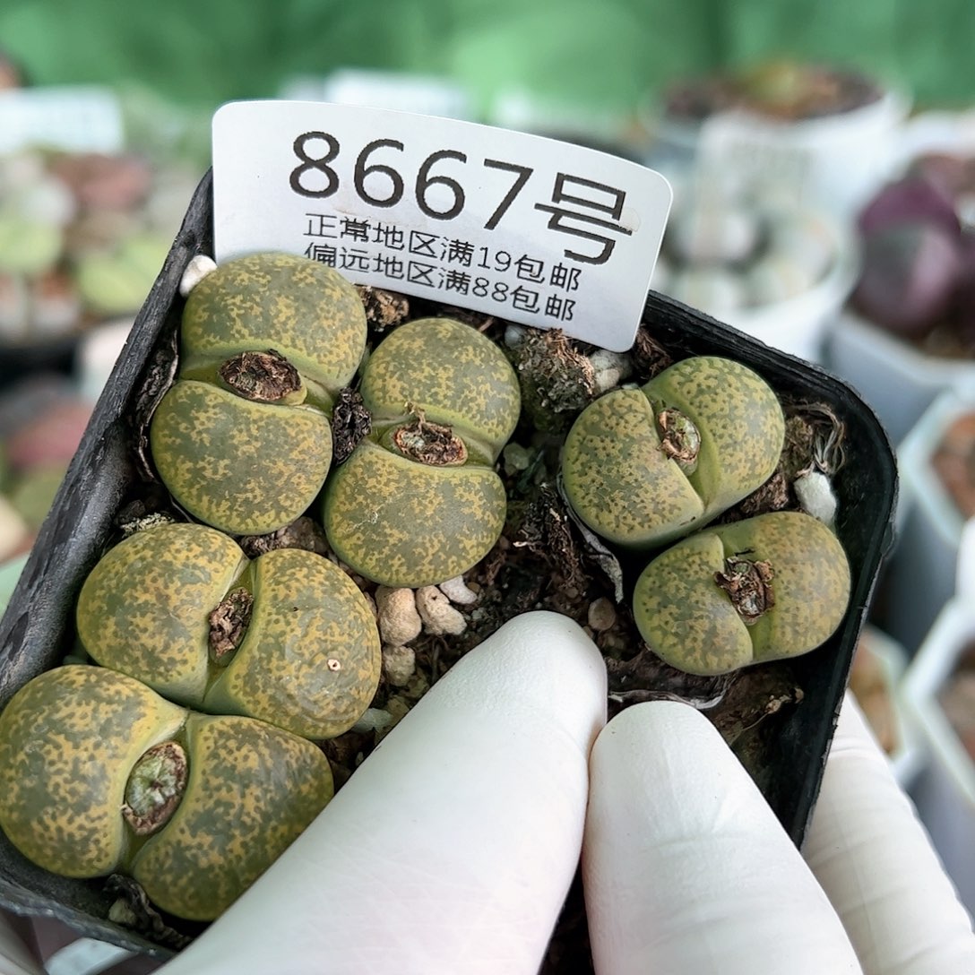 好养易活生石花大母本8667