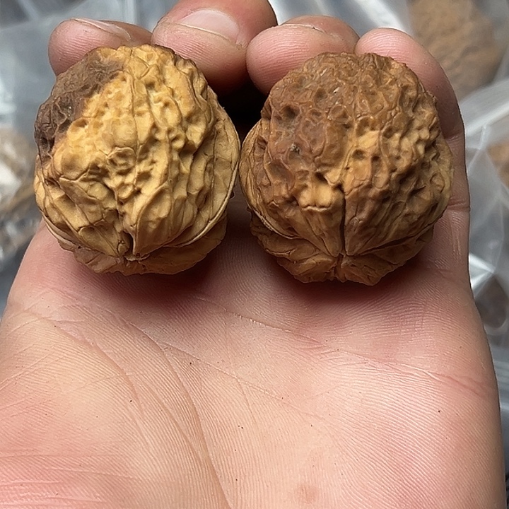 把件文玩核桃25号七彩蛤蟆