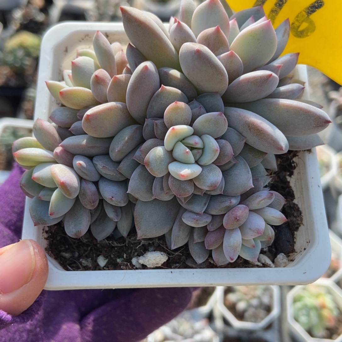 916星星橙多肉植物多肉