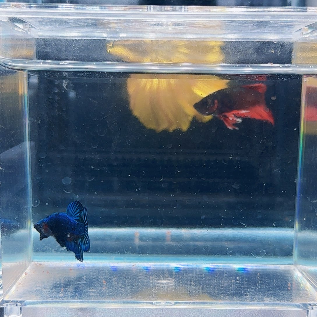 斗鱼活体观赏鱼好养耐活