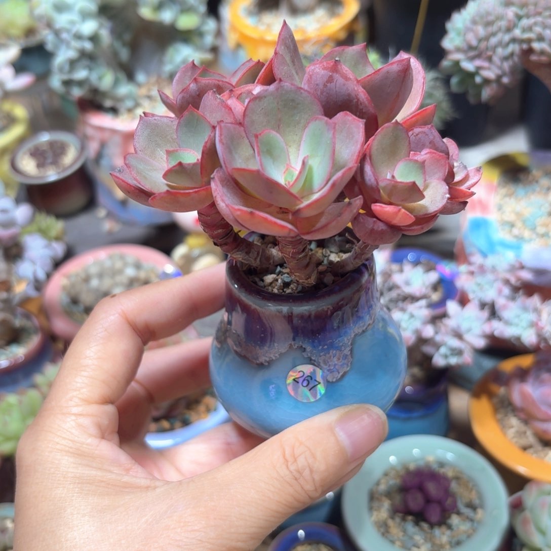 267 多肉含盆土30元包邮➗偏远地区