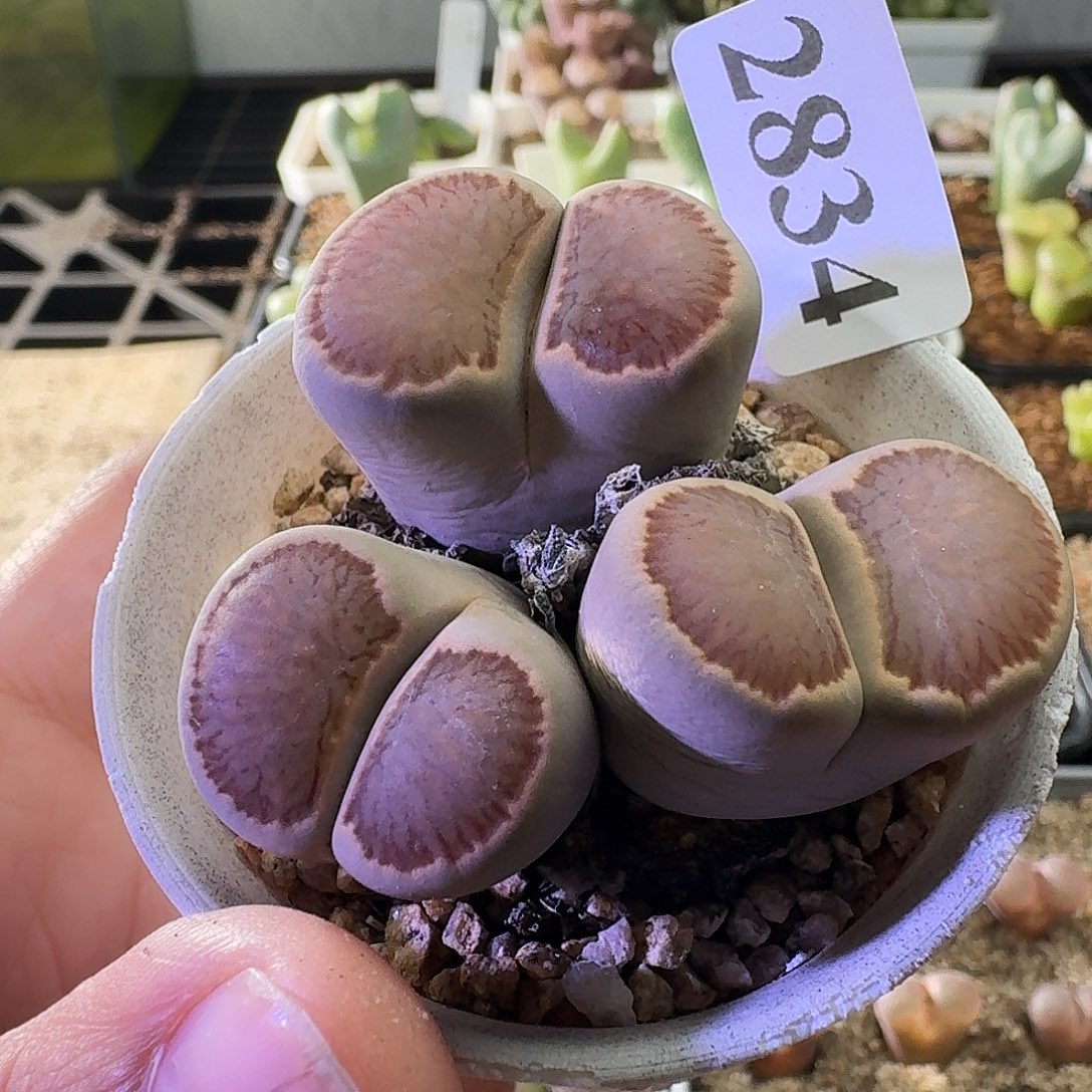 2834福利生石花特价