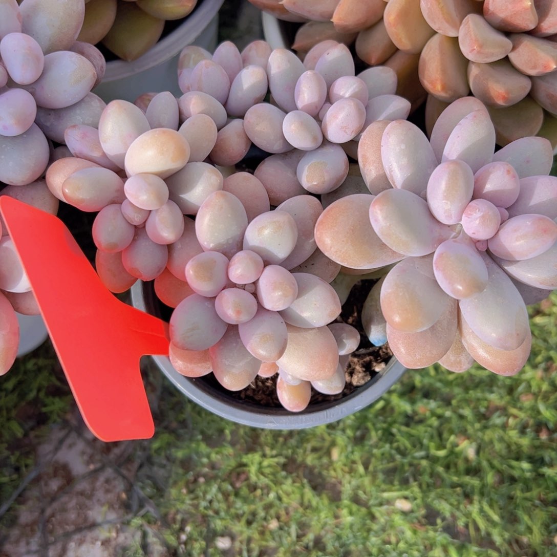 香玉的故事是一个人的故事吗