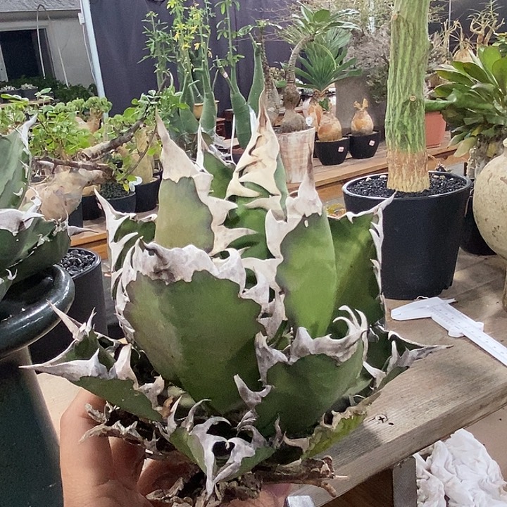 超猫11111111111111