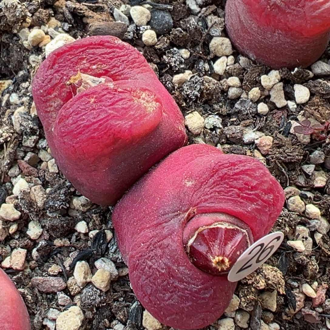 多肉植物1111111111111