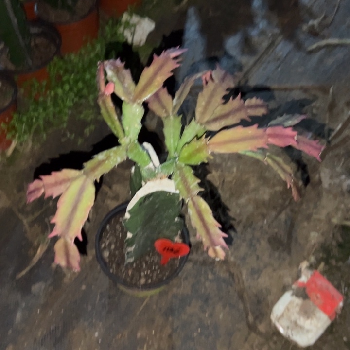 *****当前无花栽培后可以开花067  1126