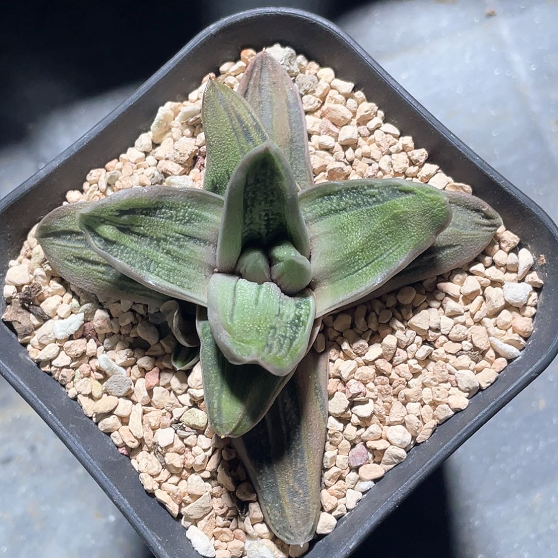 实生变异绿冰卧牛