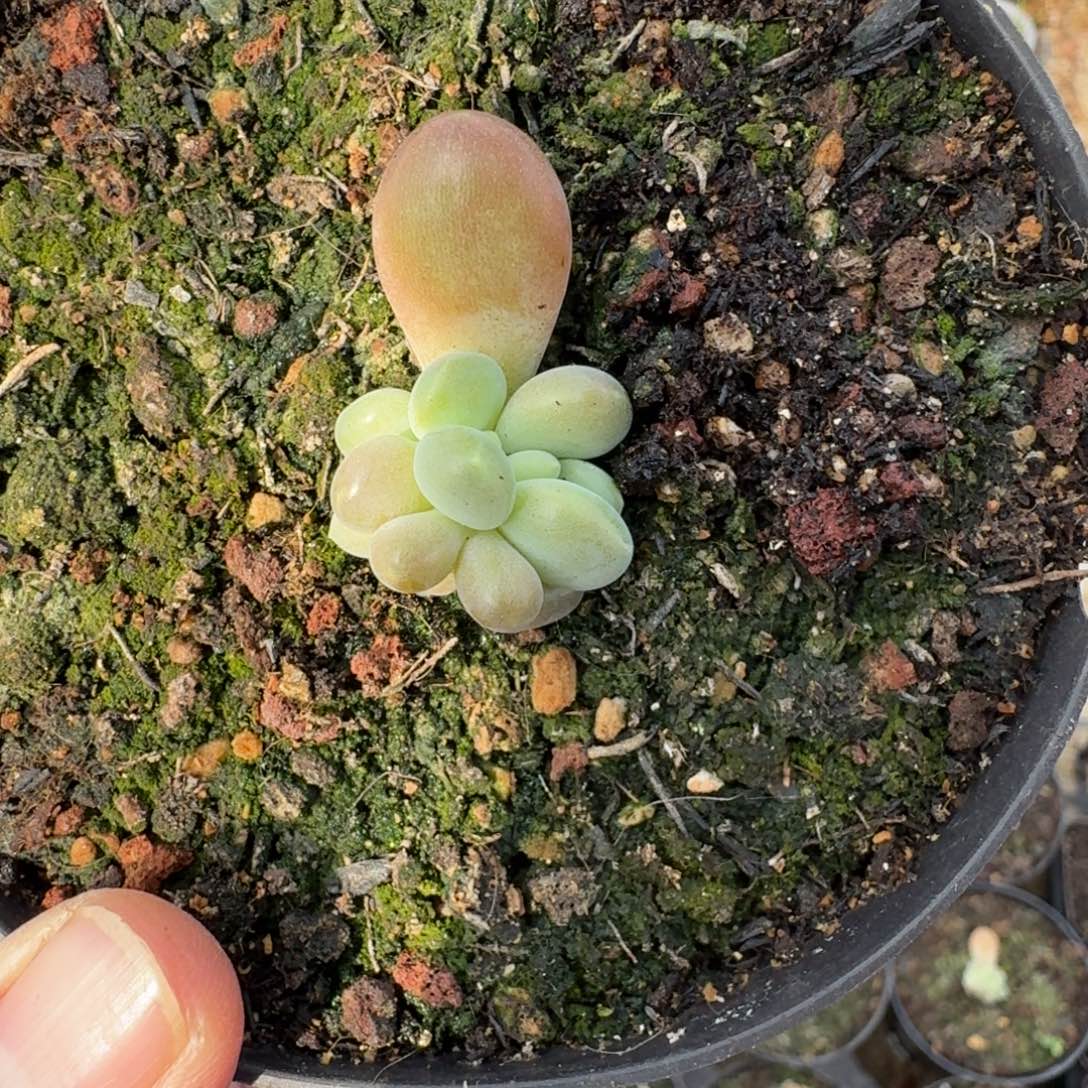 库克 叶插  一物一拍