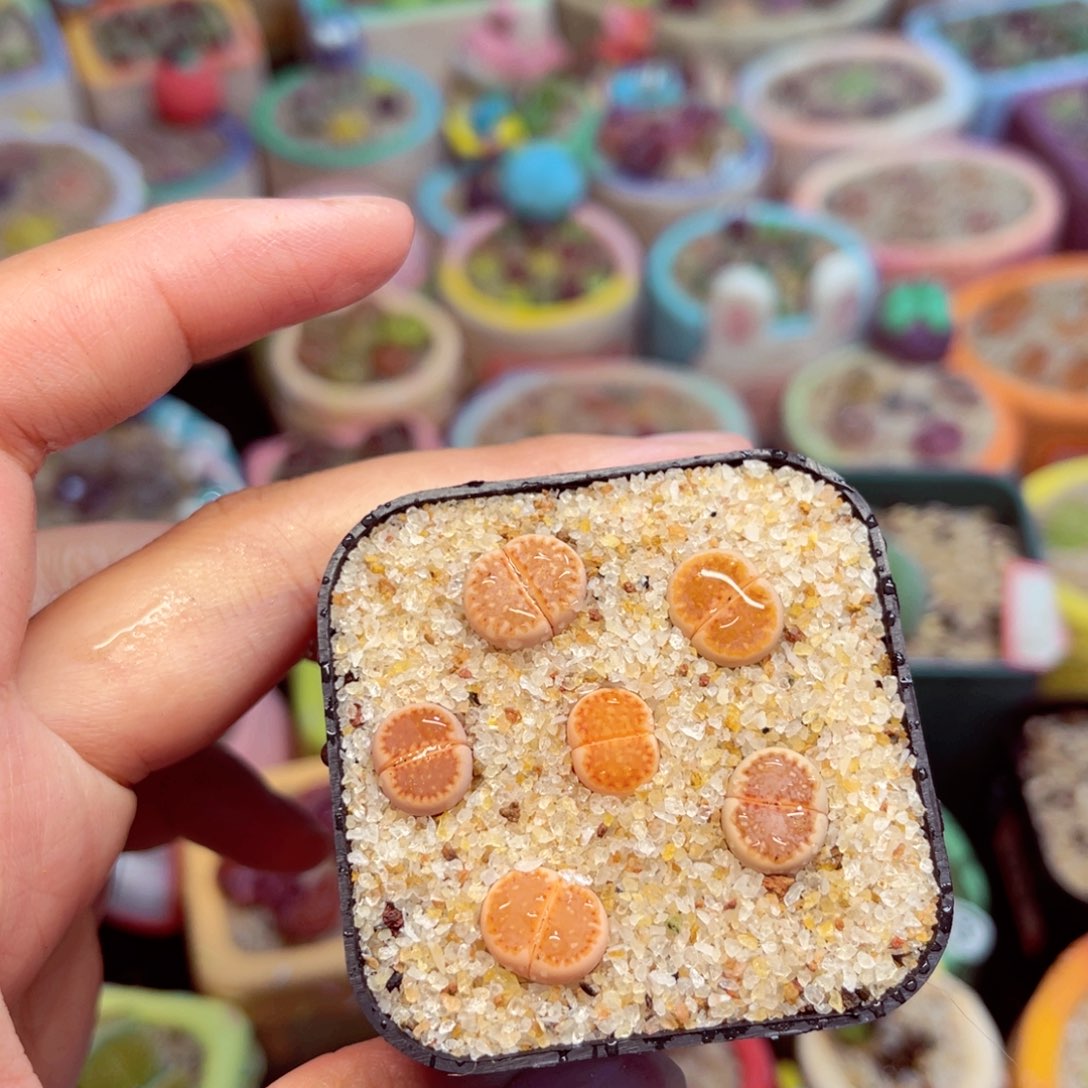 852. 56775786688766788