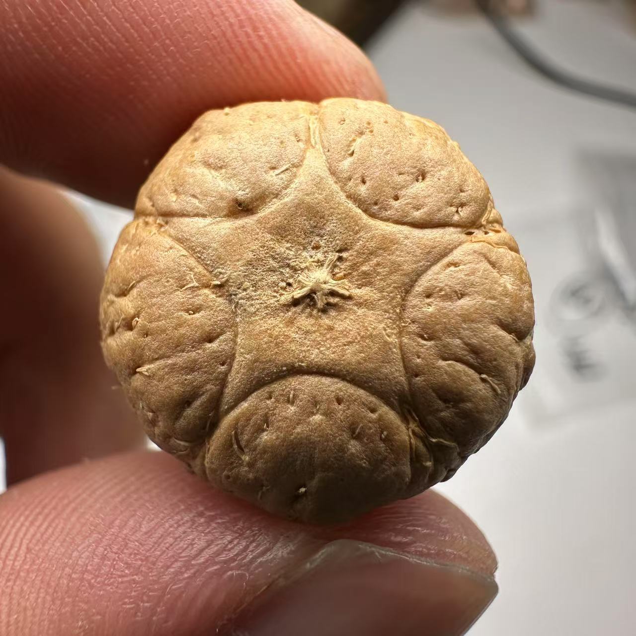 尼泊尔五星菩提，尺寸19，sss系列，货号89