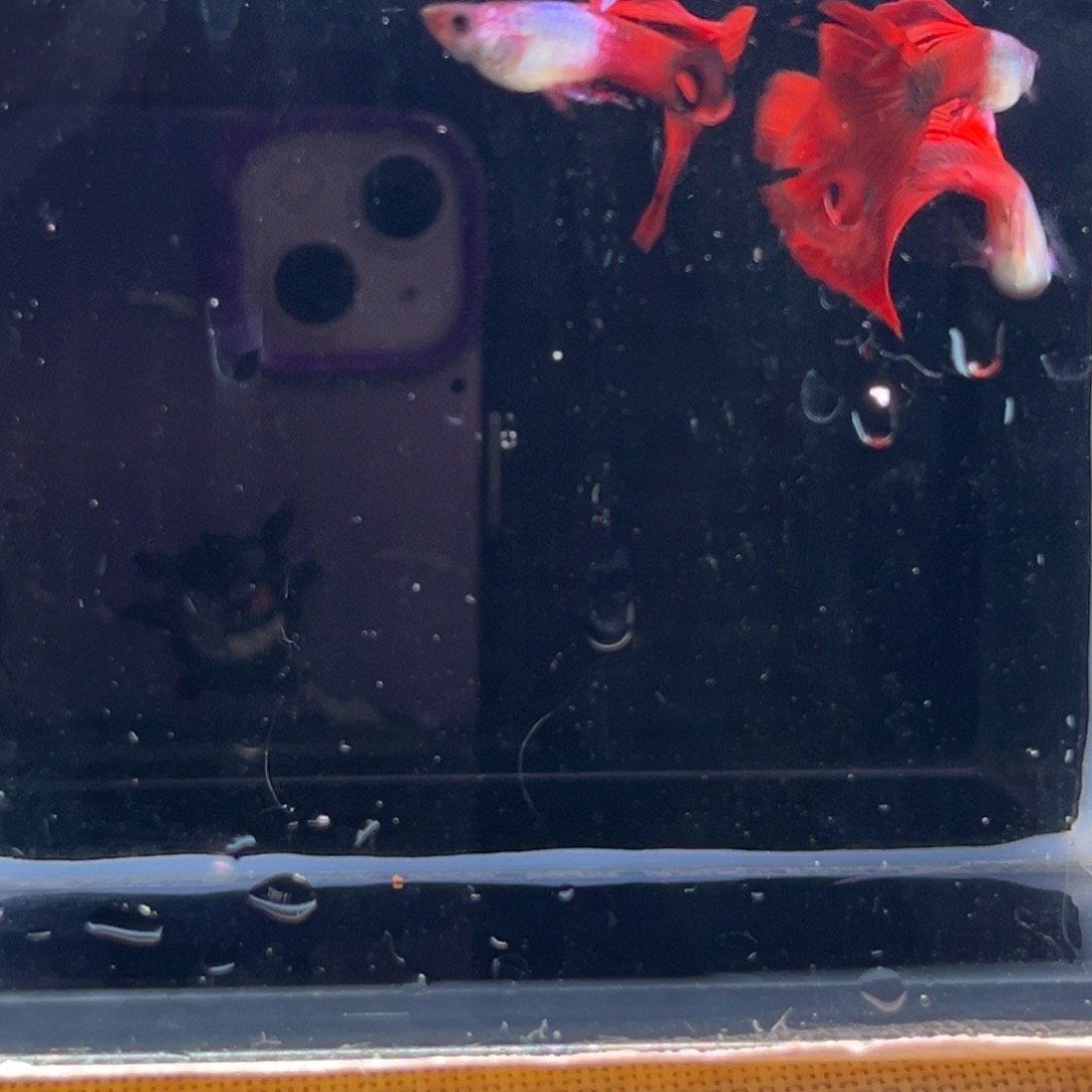 孔雀鱼艾尔银野红3对破口