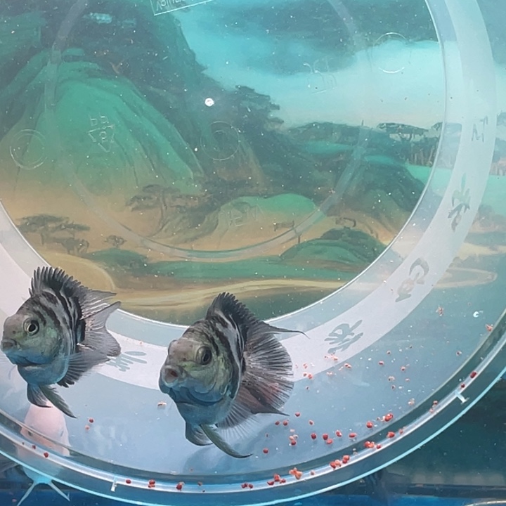 海水鱼迷你鹦鹉鱼