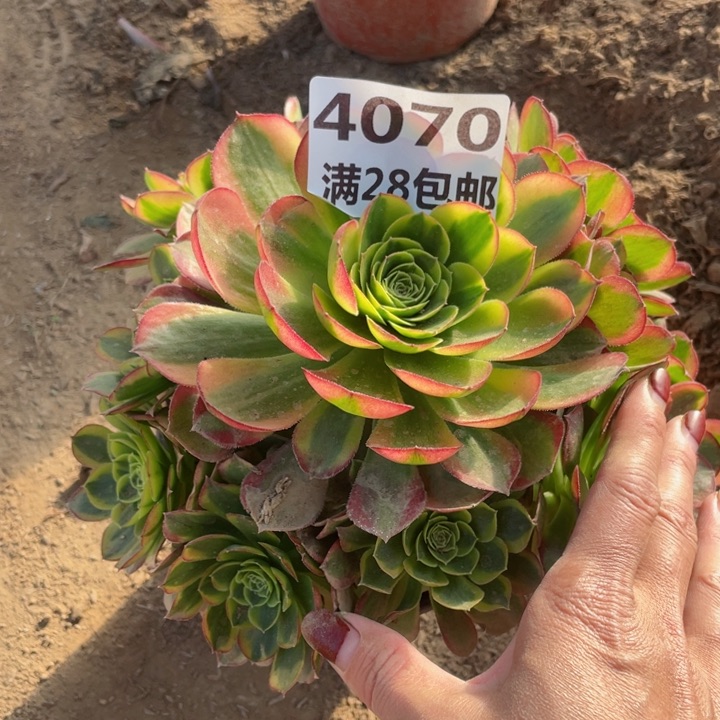 4070二号棚奶白多肉A