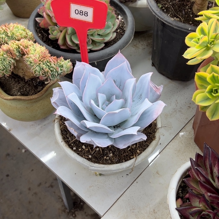 清***?广汉宫多肉植物088