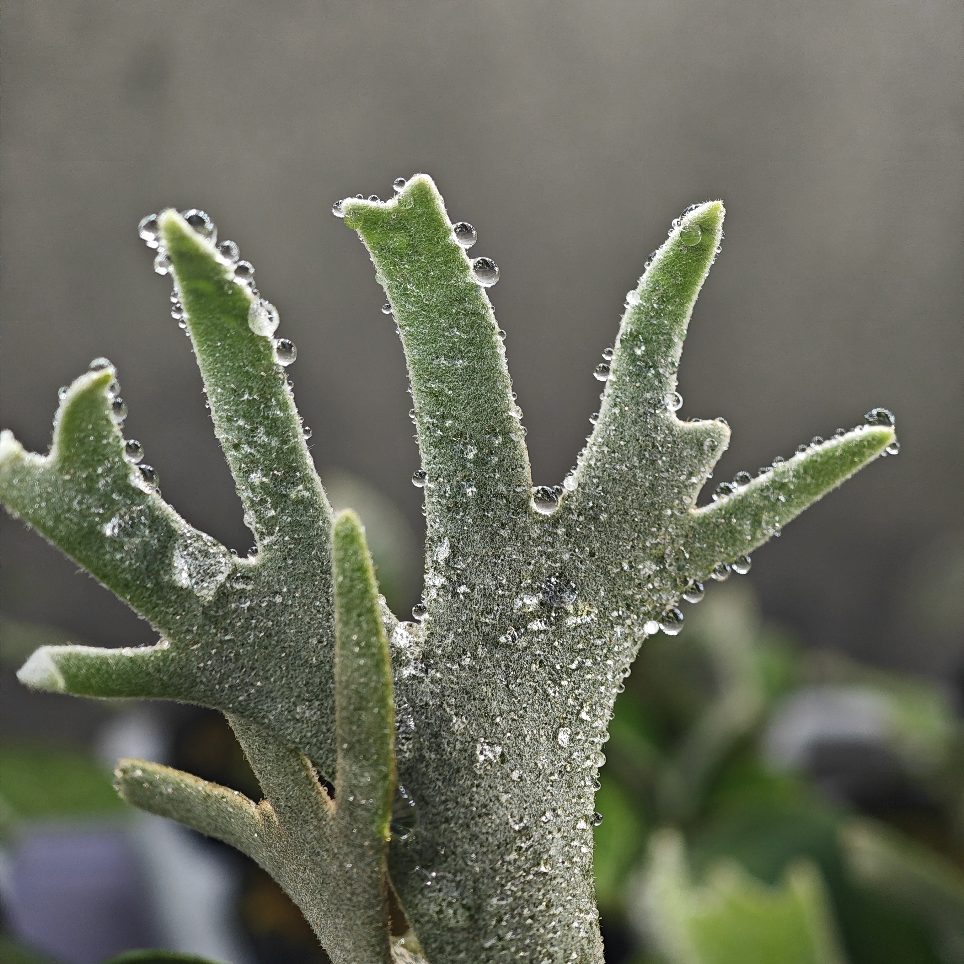 直播间 专拍一号链接 热植/绿植