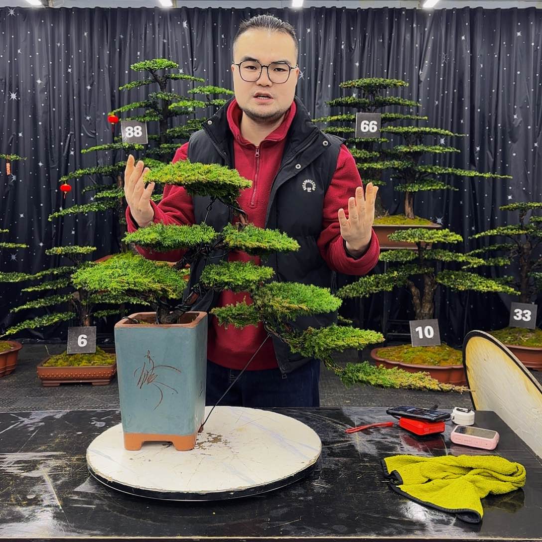 龙爪松高端造型盆景