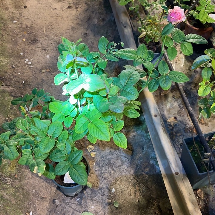无花朵花信年华小苗