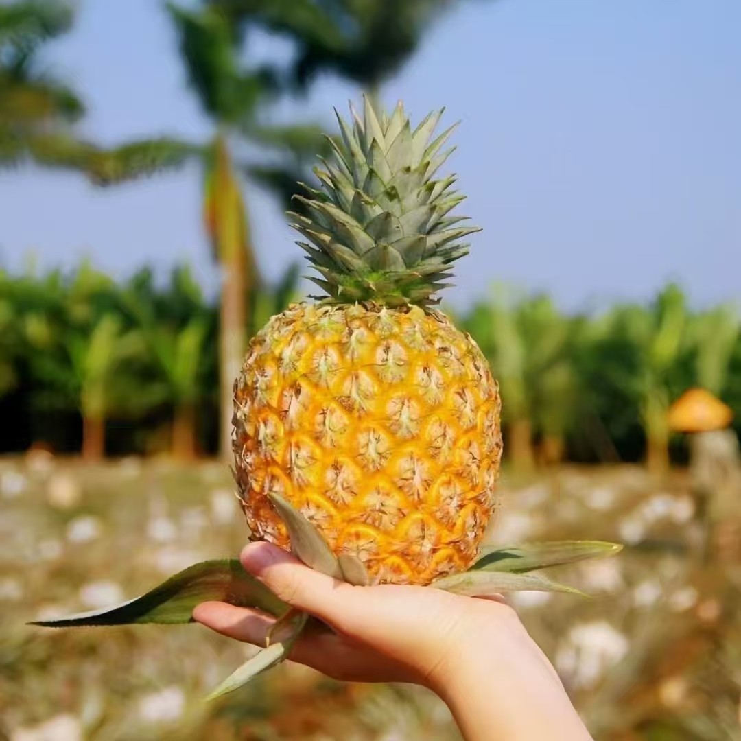 【芒果凤梨顺丰】海南台农23号芒果凤梨香甜多汁新鲜