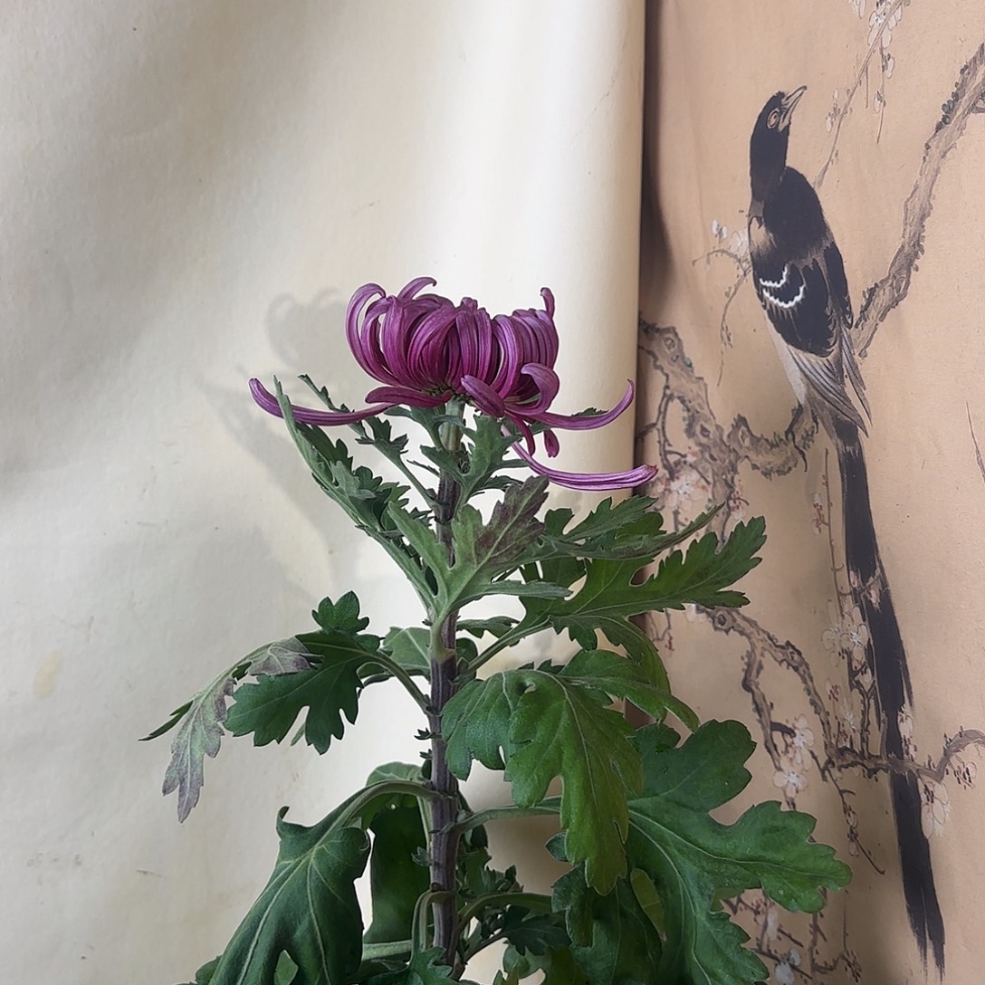 ****前全部花朵M555555555