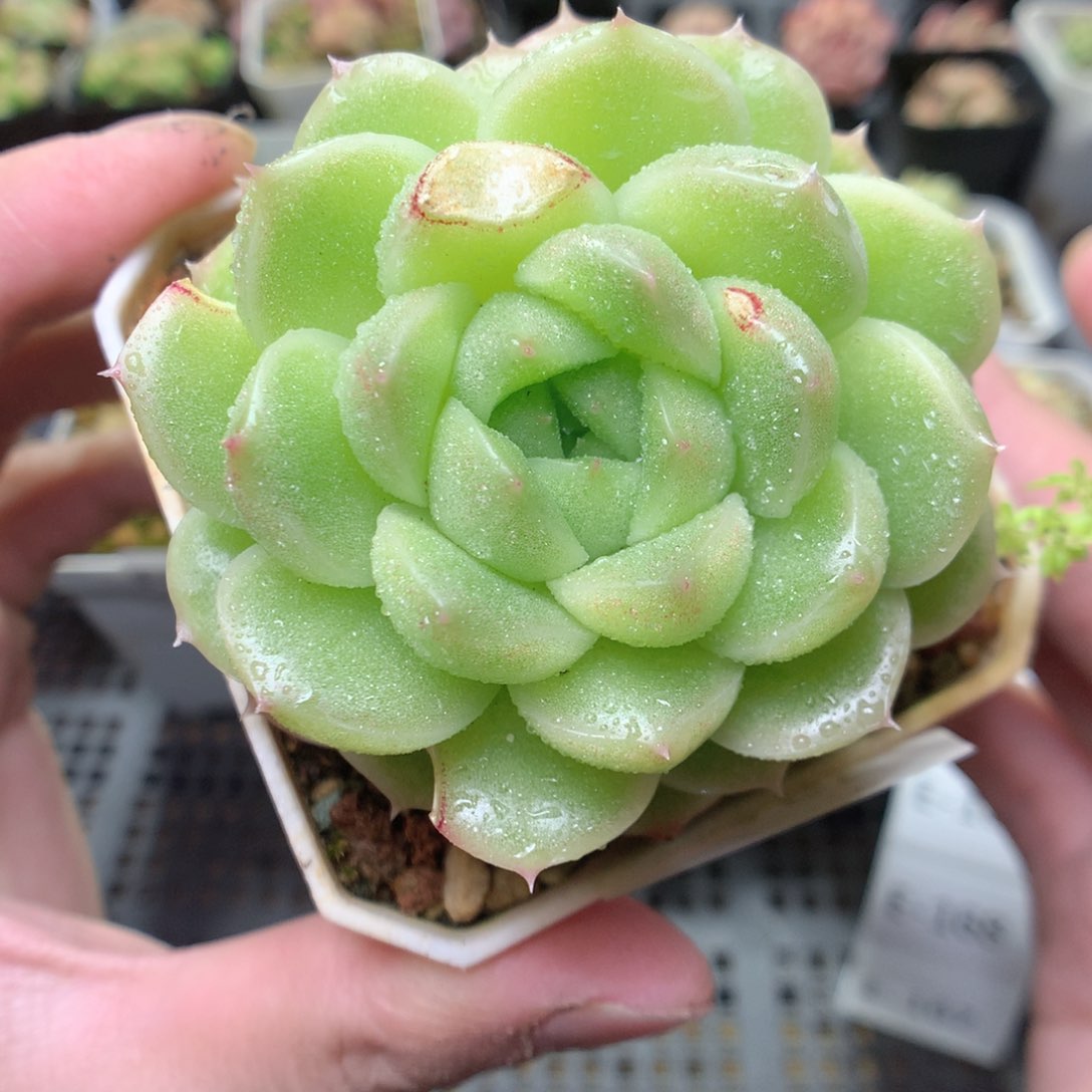 E165y y y y y y y y y