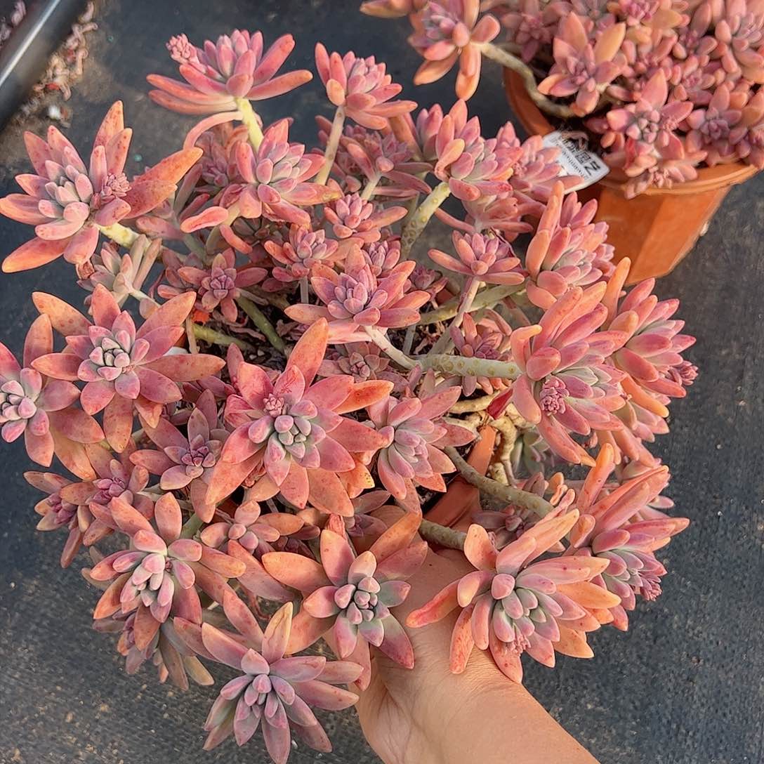 秋丽超大盆多肉植物