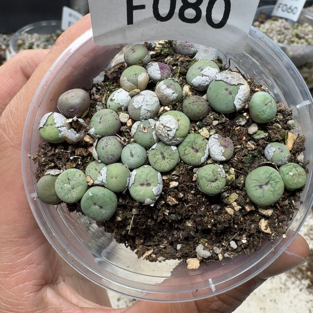 F080 小红嘴一盒。编辑混合嘴