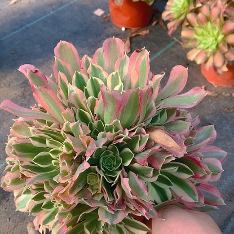 759雨花石多肉植物