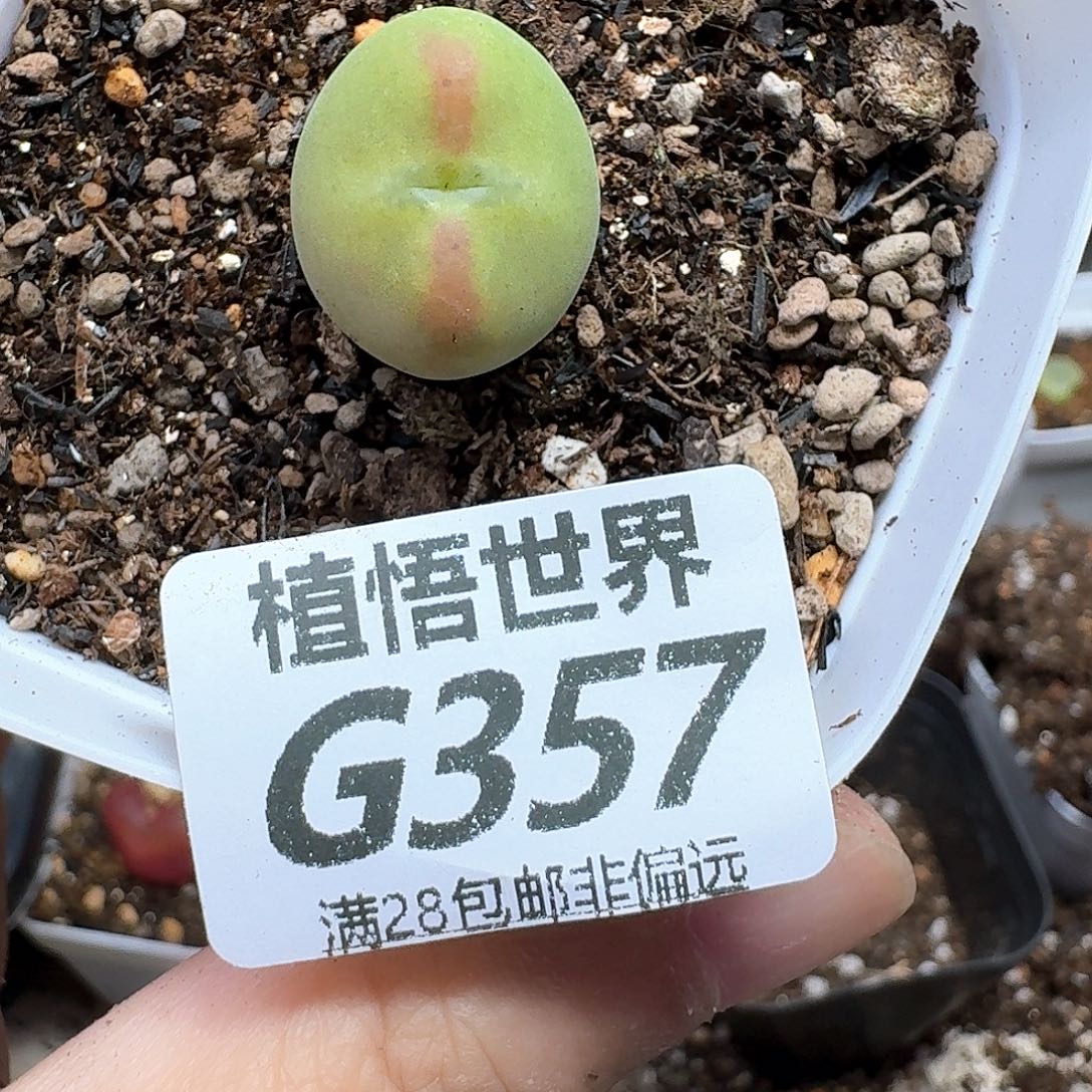 多肉植物的人生fgvbn