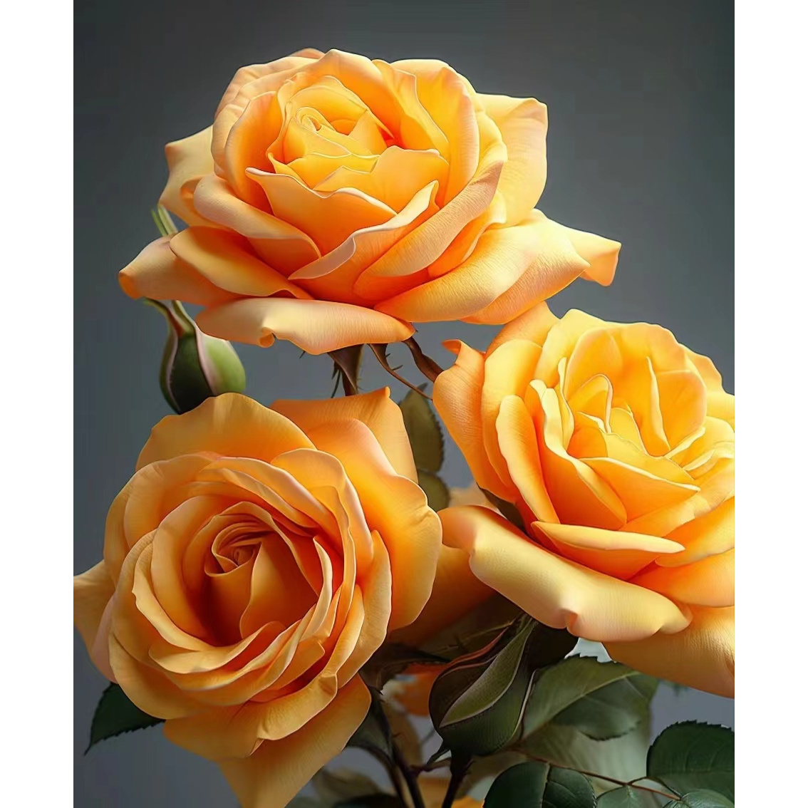 辉煌--单头玫瑰螺旋状花型 花瓣厚实花型规整 易养易开