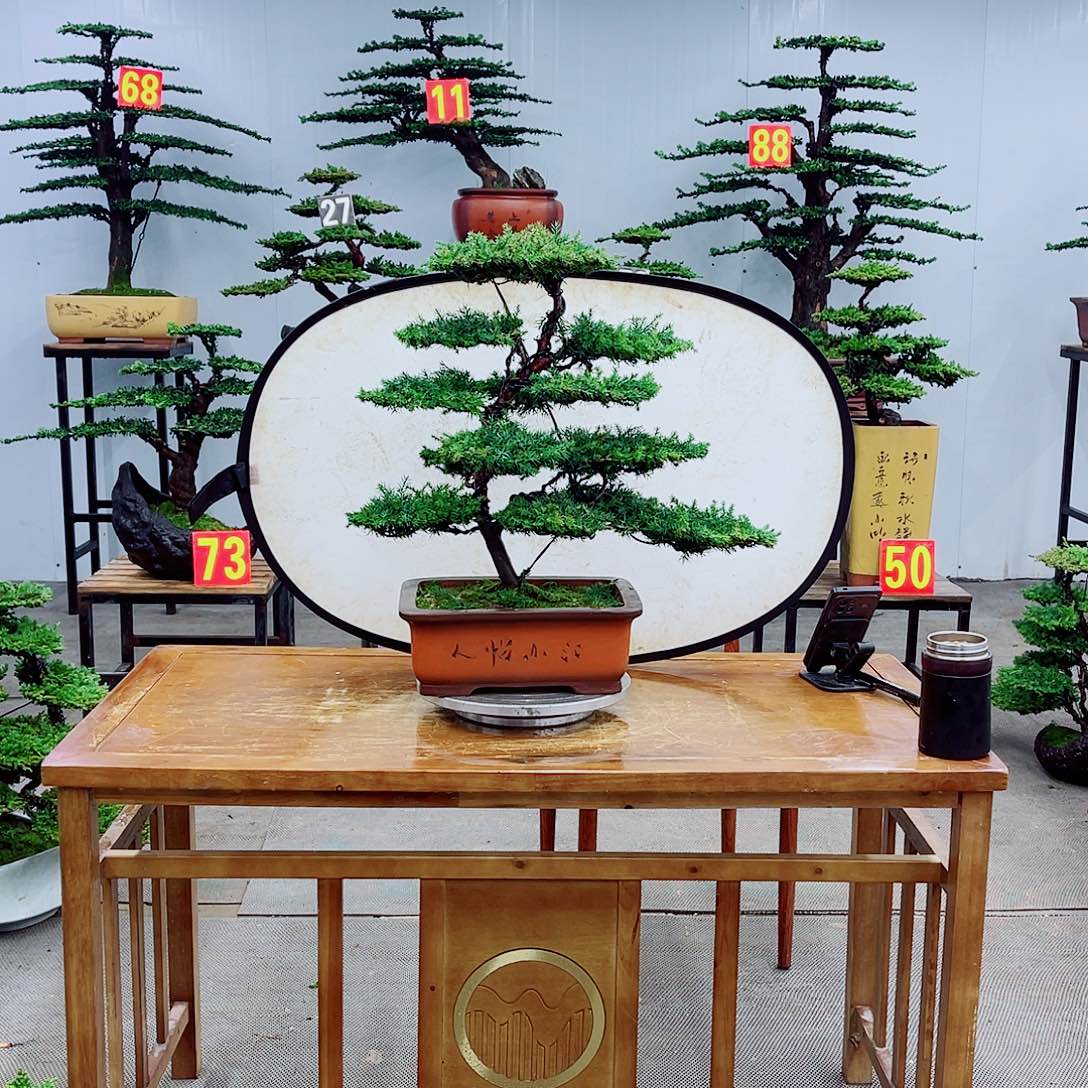 好***来无花朵直播间一物一拍