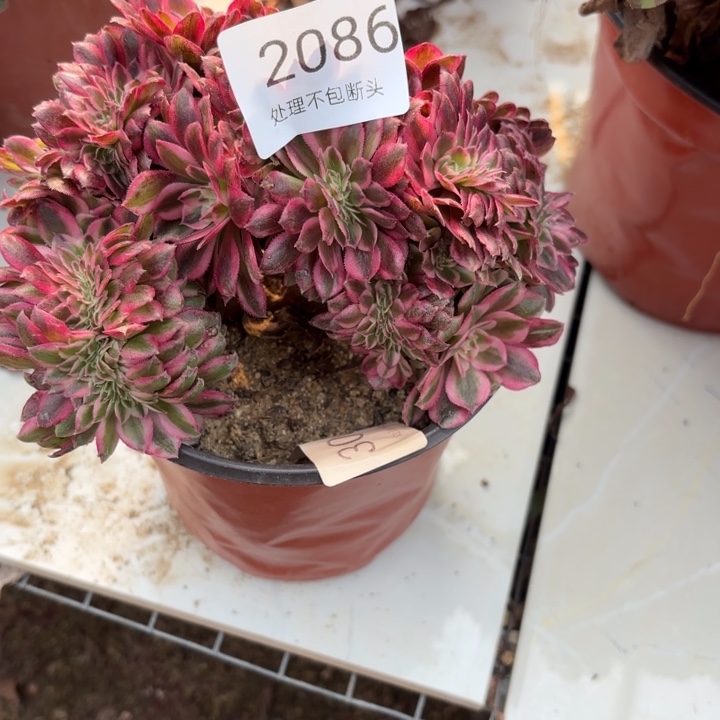 荔枝多肉处理不包断头2086