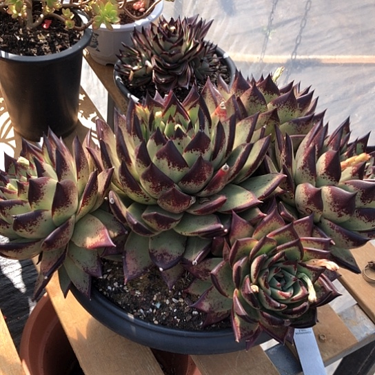 乌木群生饿一物一拍