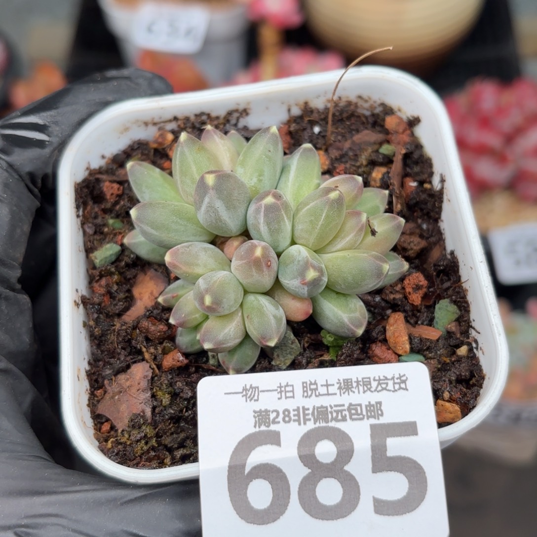 南非钻石无盆土发货