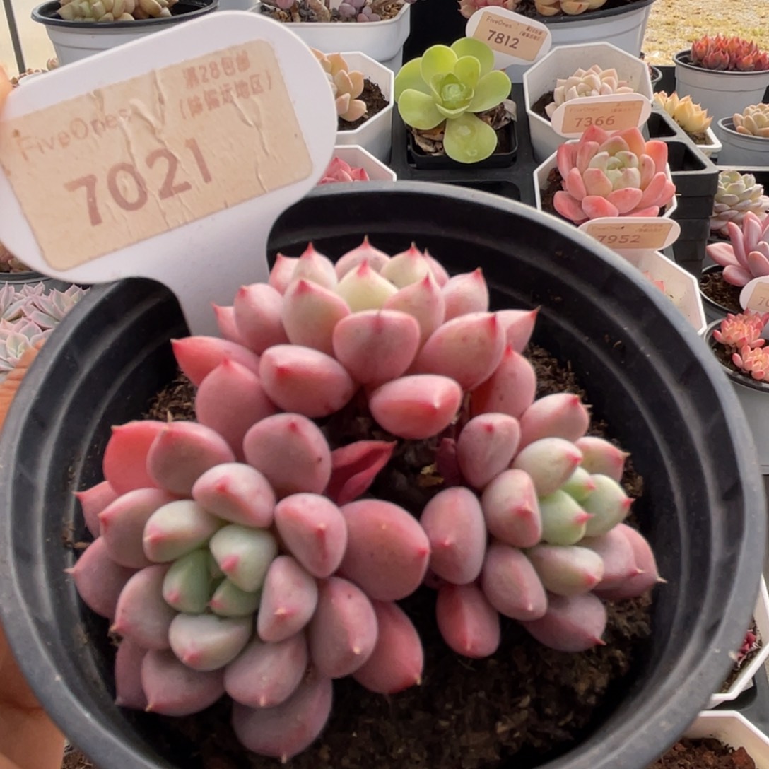 雪桃7021-6.0厘米