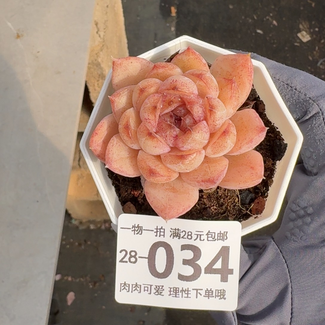 紫晶石无盆土发货