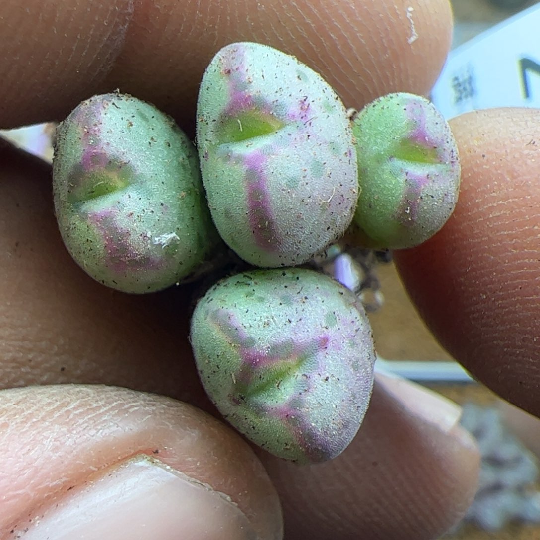 大家过年好22193