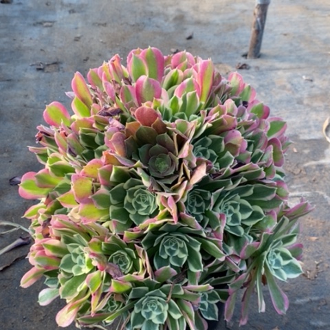 白凤多肉植物016