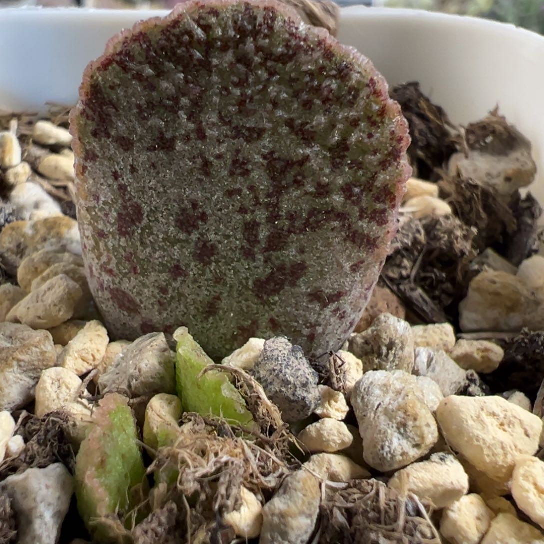 实生新品大苗多肉植物水泡