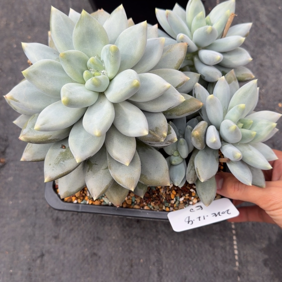 一物一拍精控黄胖体大群哥特50